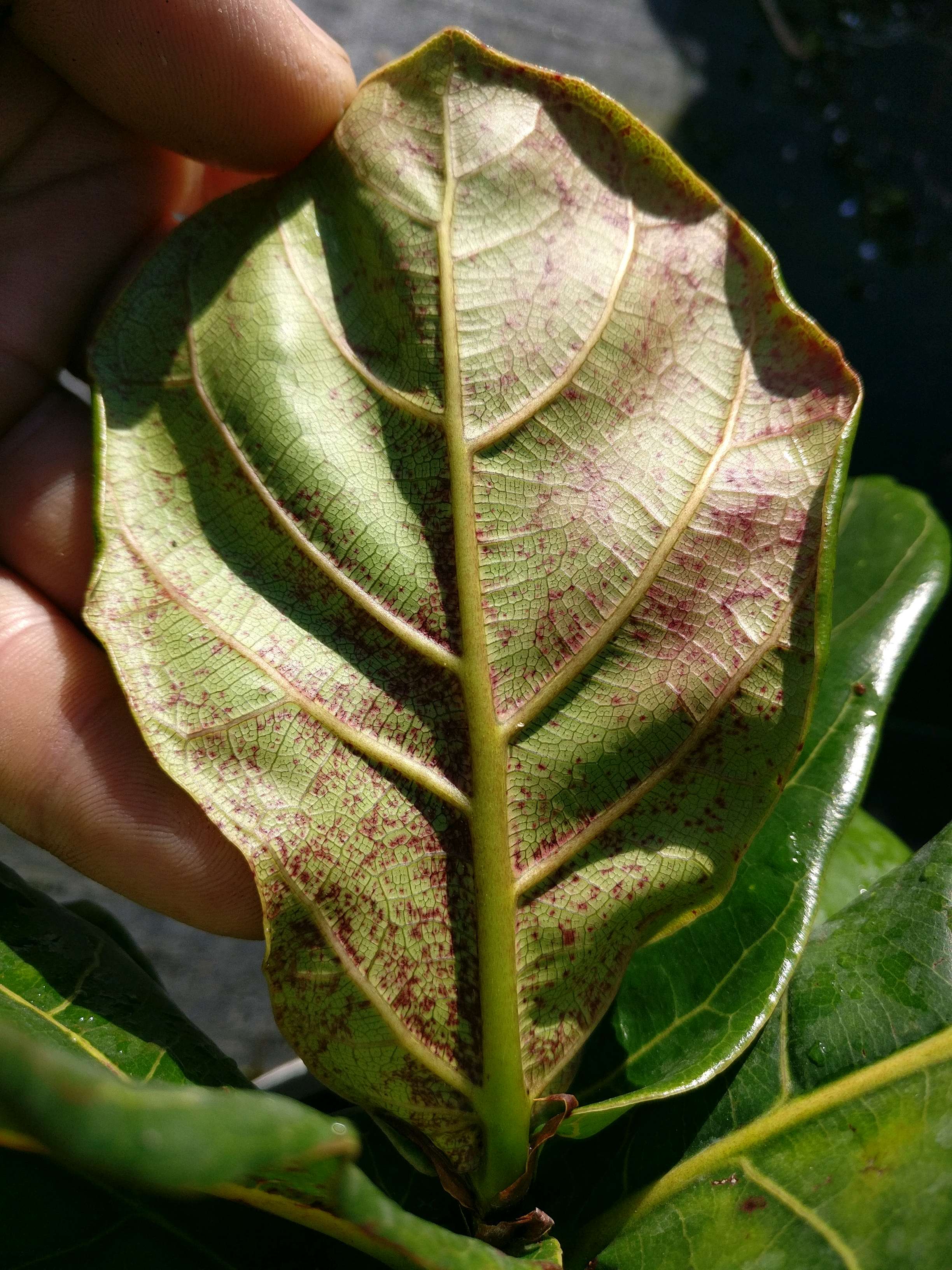 In The Nursery - Encyclopedia of Farm Life Plants 3 (F - N)