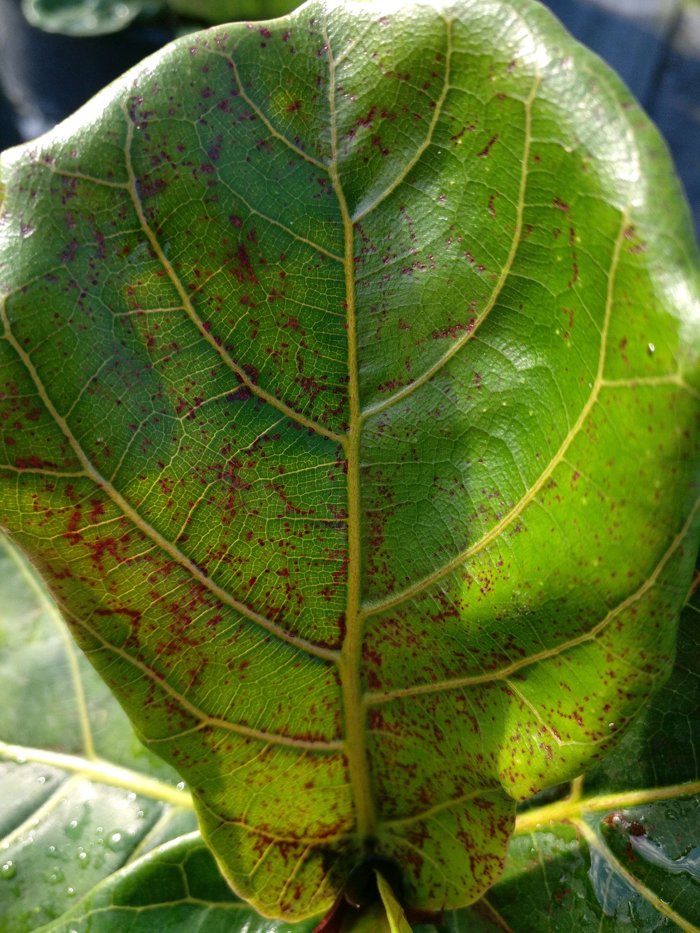 Insect Damage Ficus lyrata