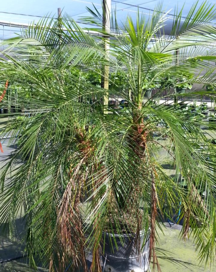Early water stress signs on roebelenii palm