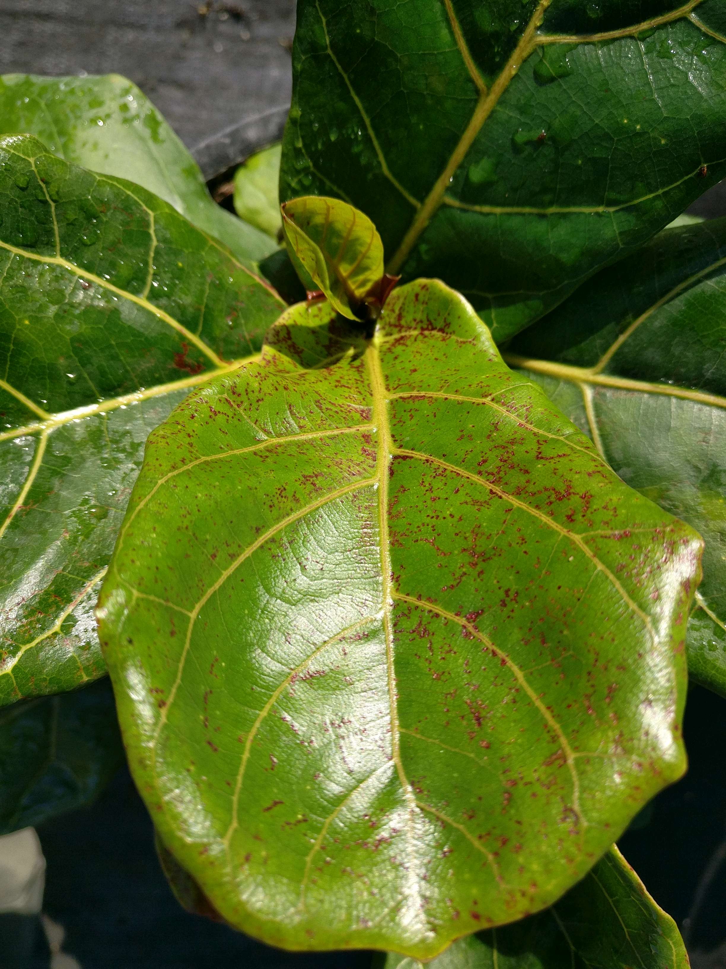 Insect Damage Ficus lyrata