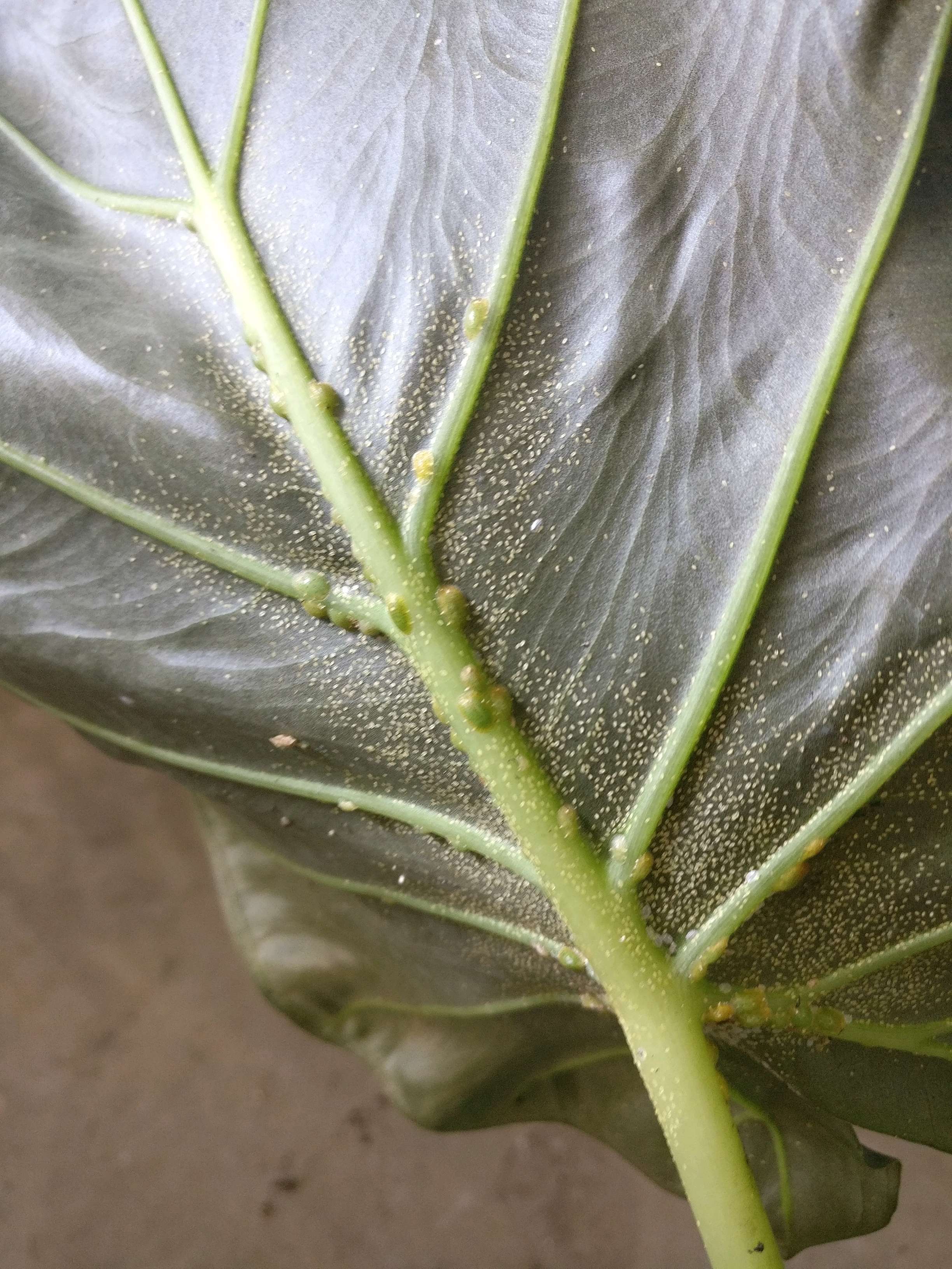 Scale insects on Alocasia Regal Shield