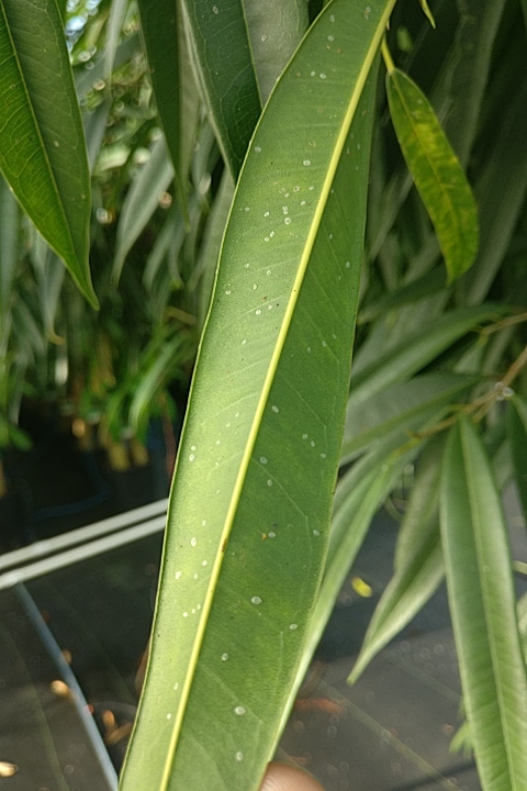 Whitefly damage on Ficus maclellandii 2