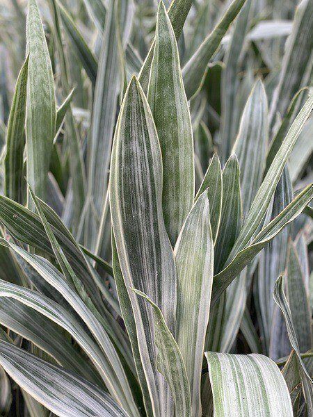 Sansevieria Sayuri