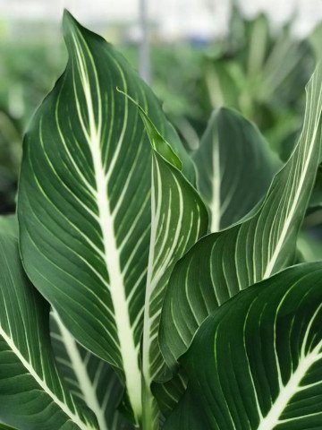 Dieffenbachia 'Sterling'