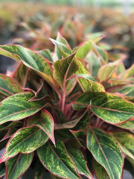 Aglaonema 'Aurora Siam'