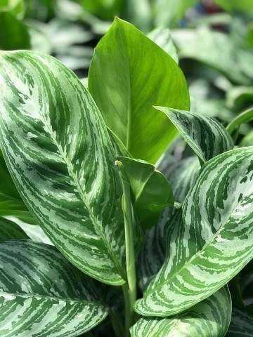 Aglaonema 'Moonlight Bay'