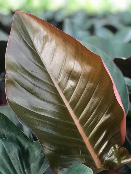 Philodendron 'Rojo Congo'