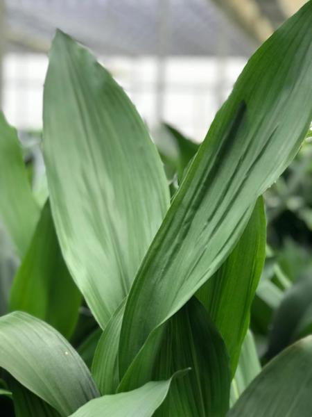 Aspidistra elatior