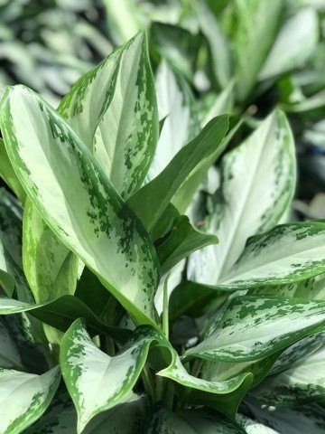 Aglaonema 'Emerald Bay'