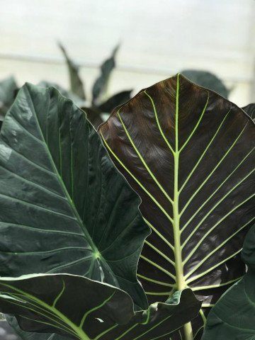 Alocasia 'Regal Shield'