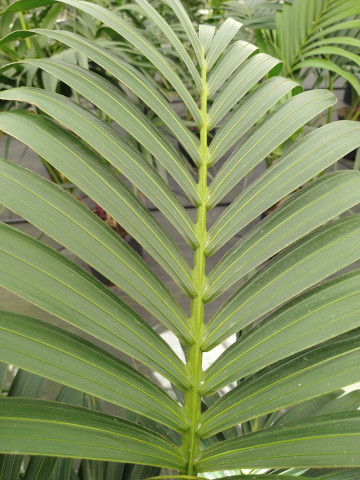 Howea forsteriana 'Kentia' Palm