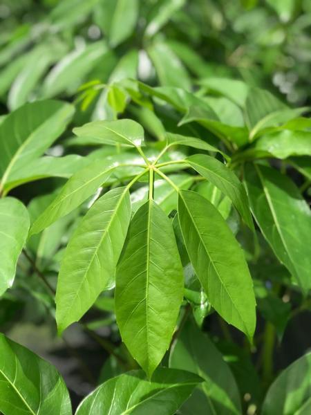 Schefflera actinophylla 'Amate'