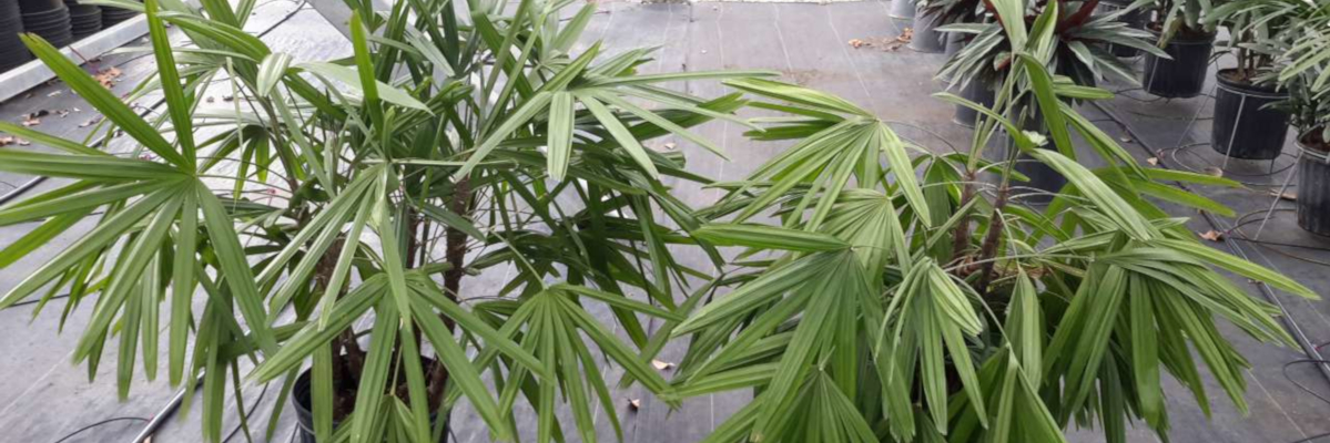 Tips for Growing Adonidia, Rhapis and Roebelenii Palms