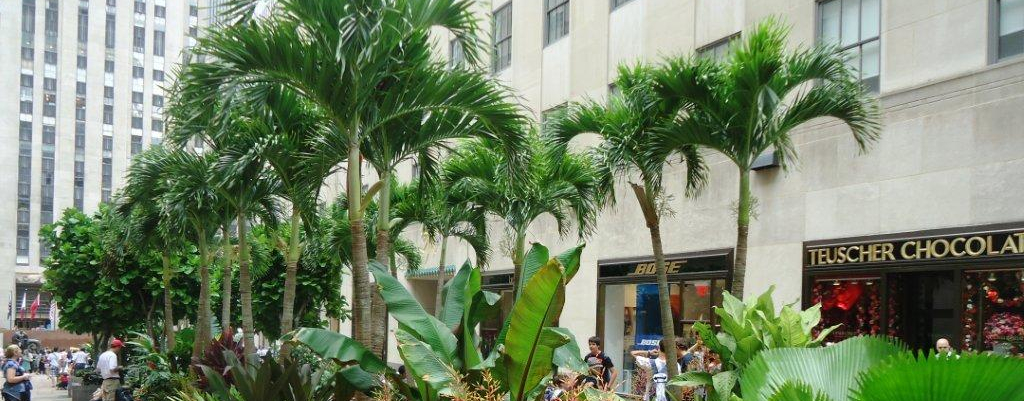 Field grown Adonidia and Ficus Lyrata at Rockefeller Center Cover Image