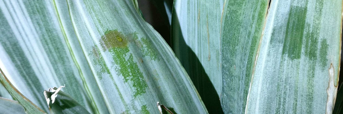 In The Nursery - Encyclopedia of Farm Life Plants 5 (R - Z) Cover Image