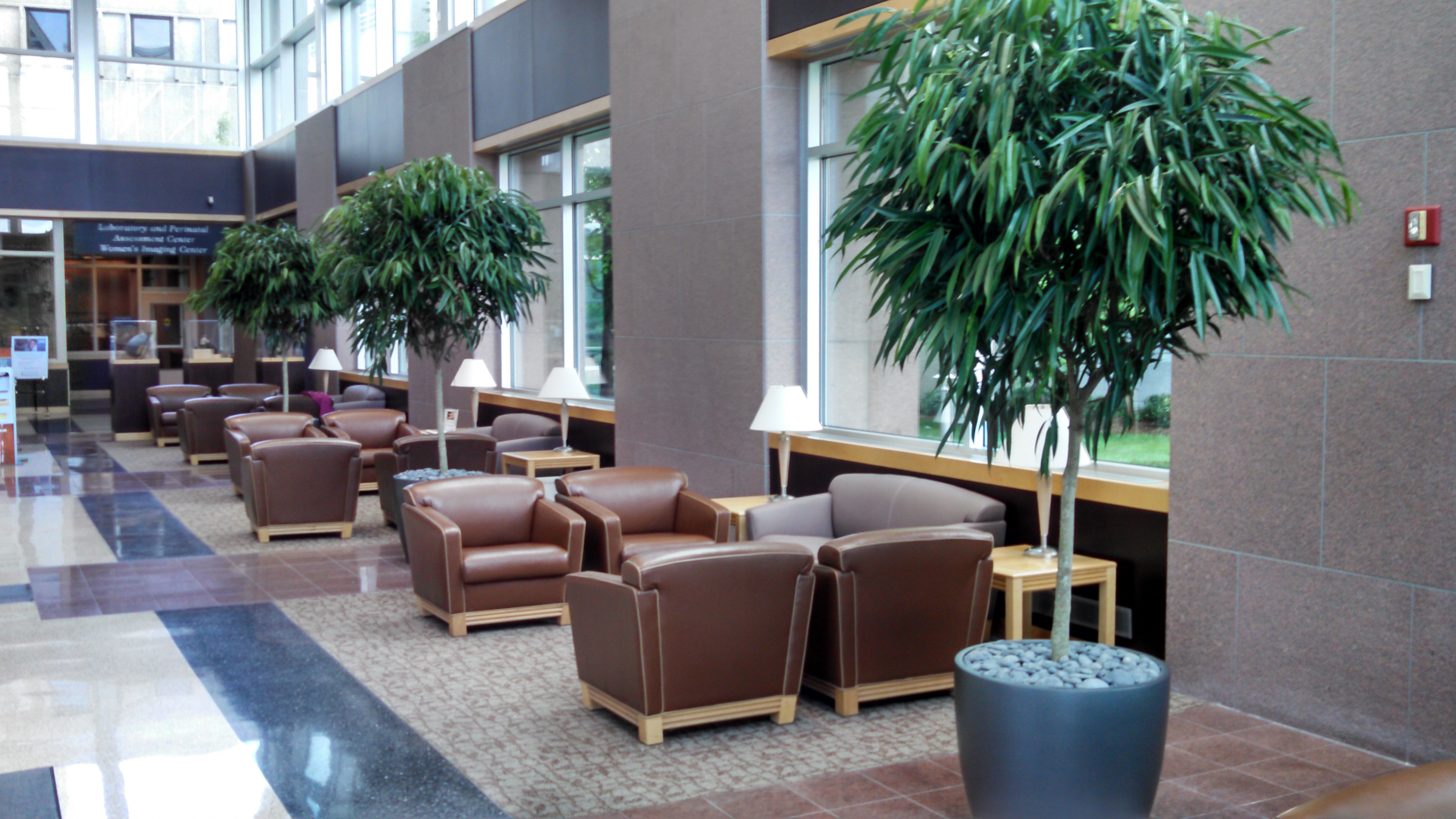 Ficus Alii at Wheaton Franciscan Healthcare, Wisconsin